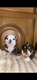 Bouledogues anglais femelle chiot