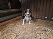 Femelle Border Collie à vendre