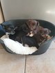 Petit Chichi [cherche] une famille très aimante