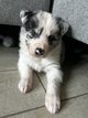 Magnifique chiot