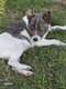 Chiens spitz croiser chiwawa