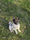 Chiens spitz croiser