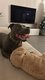 Staffy à donner