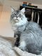 Maine Coon