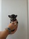 Chiots chihuahua