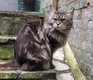 Superbe femelle maine coon adulte