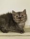 Chatons British