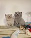 Chaton British Shorthair
