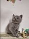 Chaton British Shorthair
