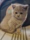 Chaton British Shorthair