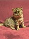 Chaton femelle British disponible de suite