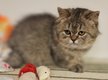 Chaton femelle British disponible de suite