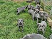 Chiots dogue  allemand blauw
