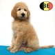 Magnifiques chiots Caniche Royal
