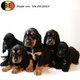 Adorables chiots Cocker Anglais noir&feu, noir