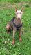 Doberman isabelle F 8 mois.