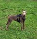 Doberman isabelle F 8 mois.