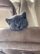 Adorable chaton British Shorthair bleu - Bruxelles