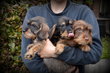 Chiots Teckel poil dur