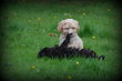 Chiots Maltipoo