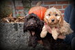 Chiots Cockapoo