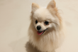 Adorable femelle Spitz nain / Loulou de...