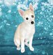 Superbe petit Pomsky blanc aux yeux bleus