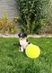 Chiots berger australien