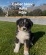 Chiots berger australien