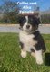 Chiots berger australien
