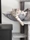 Maine coon black silver blotched tabby