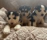 Chiot husky à la réservation