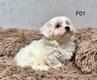 Superbes bichons maltais