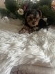 Magnifique chiots Yorkshire