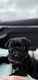 Chiot carlin noir