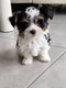 Chiots Biewer