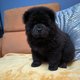 Chiots chow chow