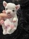 4 magnifique mâle chihuahua