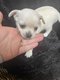 2 magnifique mâle chihuahua