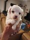 Chiots jack russel / chihuahua