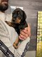 Chiots Dobermans