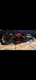 Chiots Dobermans