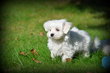 Chiots Bichon Maltais nain