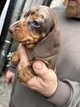 Chiots teckels poils courts