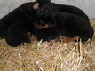 Magnifiques chiots Beaucerons