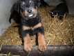 Magnifiques chiots Beaucerons