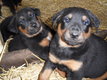 Magnifiques chiots Beaucerons