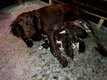 Magnifiques petits chiots Munsterlander pure race