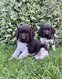 Magnifiques petits chiots Munsterlander pure race