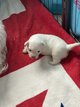 Bichons maltais